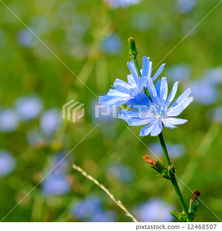 Cichorium intybus 12468507