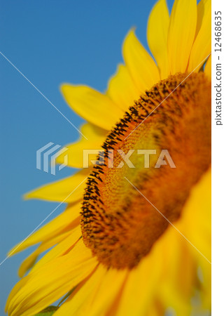 Sunflower Sunflower 12468635