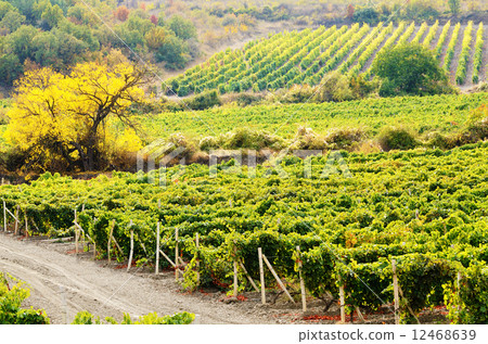 Vineyard 12468639