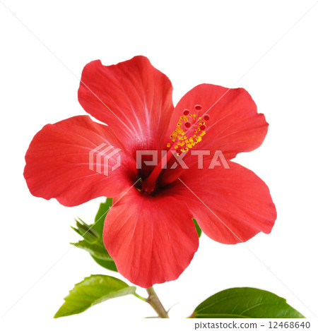 Red Hibiscus Red Hibiscus 12468640