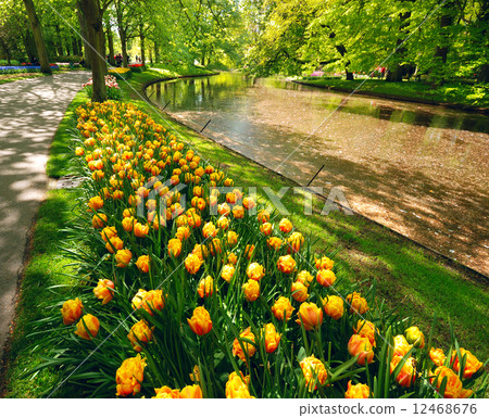Keukenhof park 12468676
