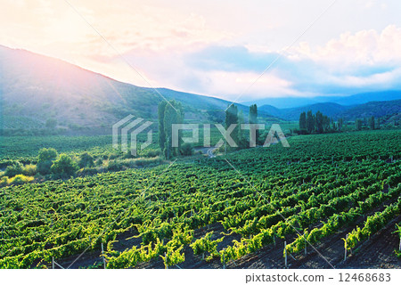 Vineyard 12468683