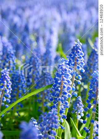 Bed of Bluebells Bed of Bluebells 12468910