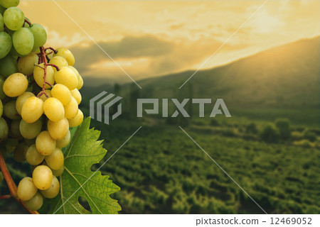 Green Grapes on vineyard background Green Grapes on vineyard background 12469052