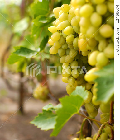 Grapes 12469074