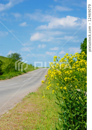 Canola by road 12469079