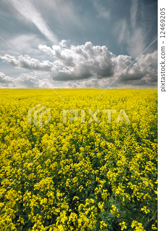 Canola field 12469205