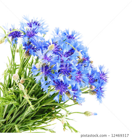 Cornflower Cornflower 12469317
