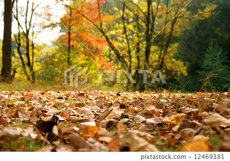 Autumn background Autumn background 12469381