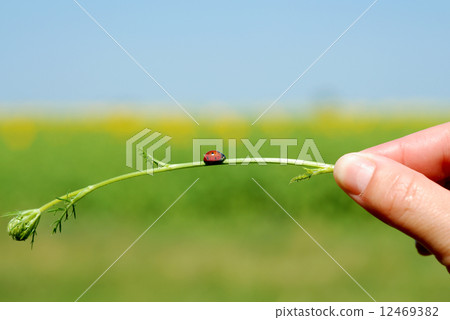 Ladybug Ladybug 12469382