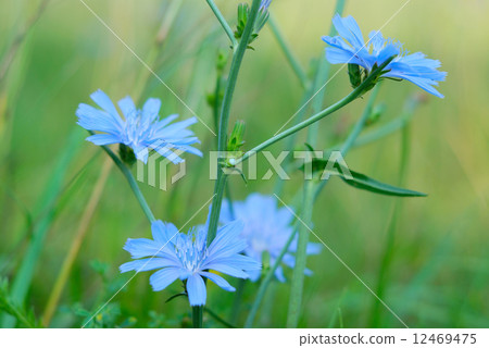 Cichorium intybus Cichorium intybus 12469475