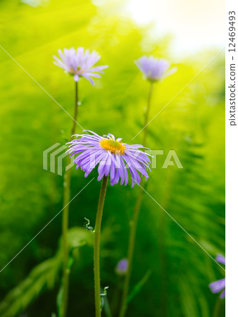 Magenta asters Magenta asters 12469493