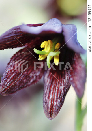 黑百合 黑百合 12469945