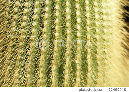 Kinomaru Kinkoumaru cactus 12469948