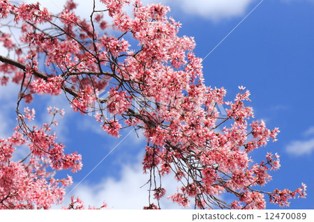 岡龜櫻花樹 12470089