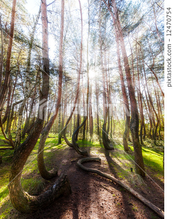 Beautiful morning in the Crooked Forest with sun rays 12470754