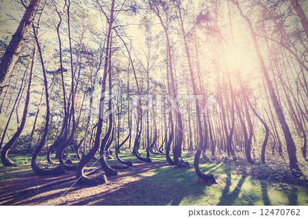 Vintage style picture of Crooked Forest, Gryfino in Poland. Vintage style picture of Crooked Forest, Gryfino in Poland. 12470762