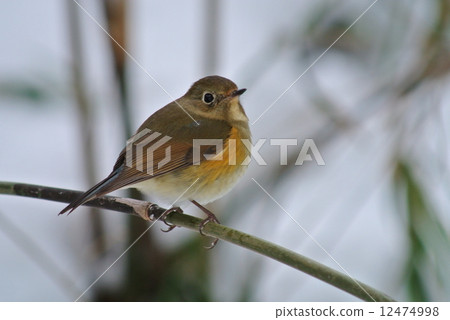 紅脅藍尾鴝 紅脅藍尾鴝 12474998
