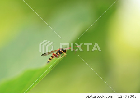 Living thing insects Oobikoshibuto beech, small bee It is a beautiful bee with dramatic tentacles and hind legs in yellow and black striped body as you approach it 12475003
