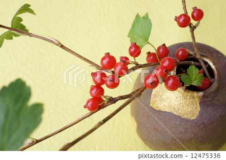 為了生活Yabusanzashi的果實 12475336