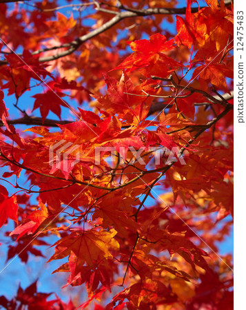 Momiji Momiji 12475483