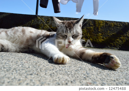 Cats relaxing Cats relaxing 12475488