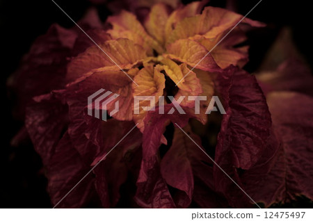 花的名字 12475497