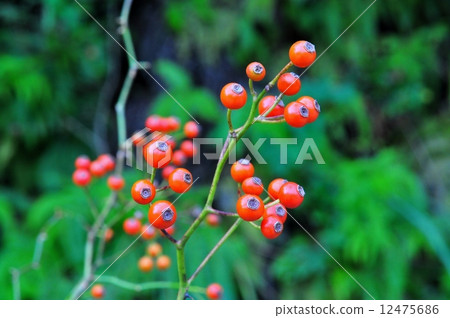 Neubara real Neubara real 12475686