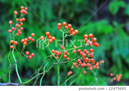 Neubara real Neubara real 12475693