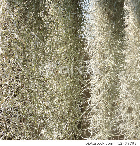 home decorated garden with spanish moss hanging strand home decorated garden with spanish moss hanging strand 12475795