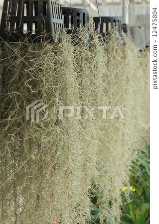 home decorated garden with spanish moss hanging strand home decorated garden with spanish moss hanging strand 12475804