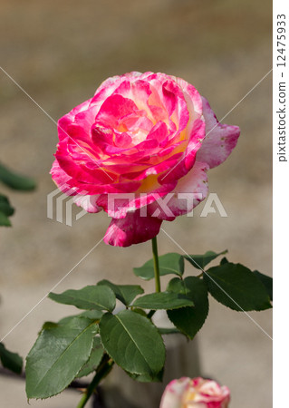 四季玫瑰(Double Delight) 四季玫瑰(Double Delight) 12475933