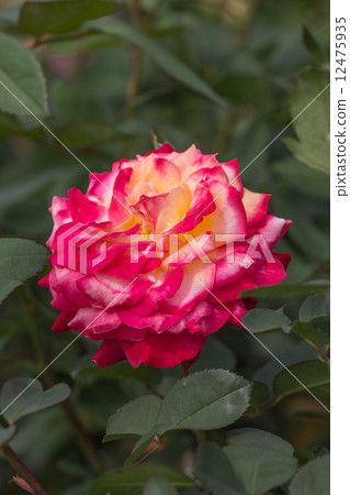 四季玫瑰（Miramare） 12475935