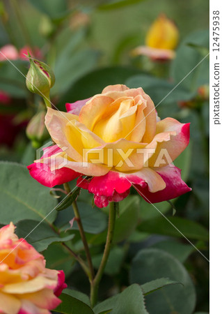 Rose of the seasons (Miramare) 12475938