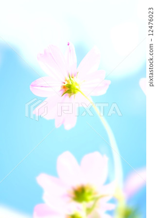 Cosmos 12476023