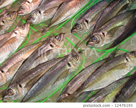 True Aji True Aji 12476193