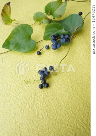 Fruit of Aotutsurafuji 12476215