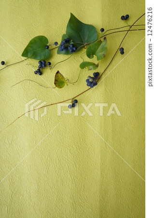 Fruit of Aotutsurafuji 12476216