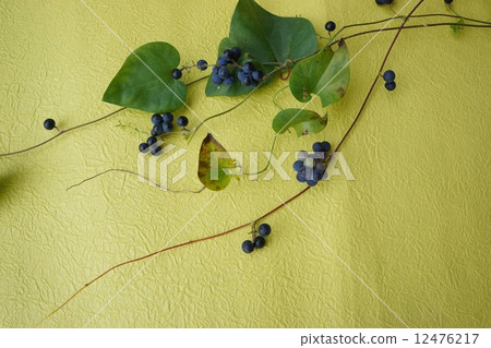 Fruit of Aotutsurafuji 12476217