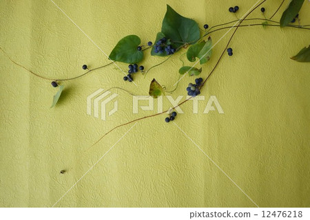 Fruit of Aotutsurafuji 12476218