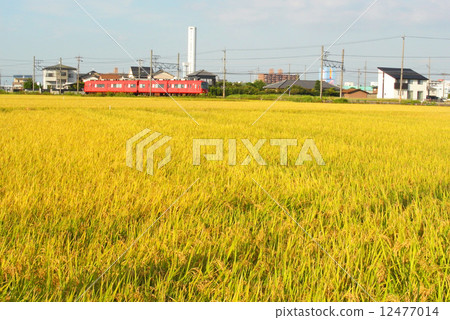 Rice ear and red train 12477014
