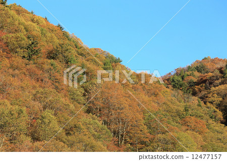 奉化的秋葉 奉化的秋葉 12477157