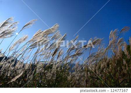 Susuki在秋風中搖曳 12477167