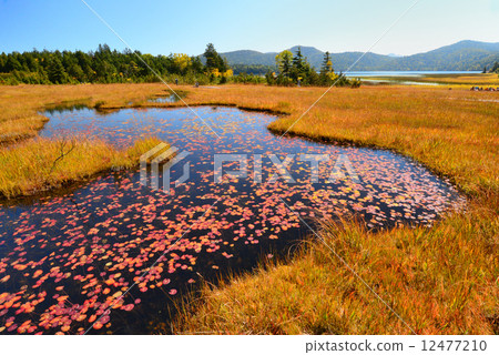 Ozenuma“Numazujiri”的秋葉 12477210