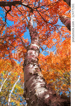 Shirakaba秋葉 12477281