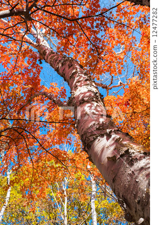 Shirakaba秋葉 Shirakaba秋葉 12477282