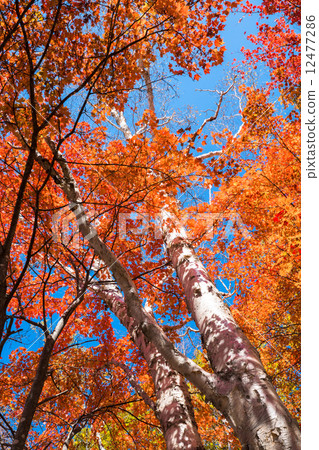 Shirakaba autumn leaves Shirakaba autumn leaves 12477286