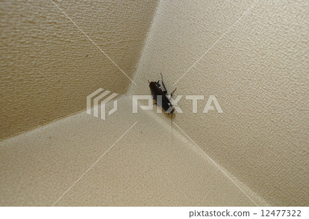 Black cockroach that sticks to the wall 12477322