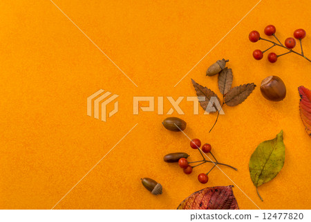 Fruit of tree tree Acorn leaves fallen leaves Fruit of tree tree Acorn leaves fallen leaves 12477820