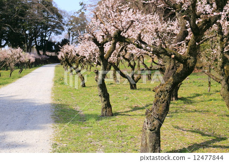 Hikone Castle Bairin 12477844